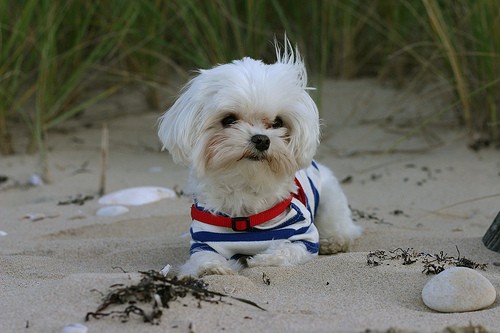 LOLA EN LA PLAYA VIENDO LAS OLAS Y PENSANDO.